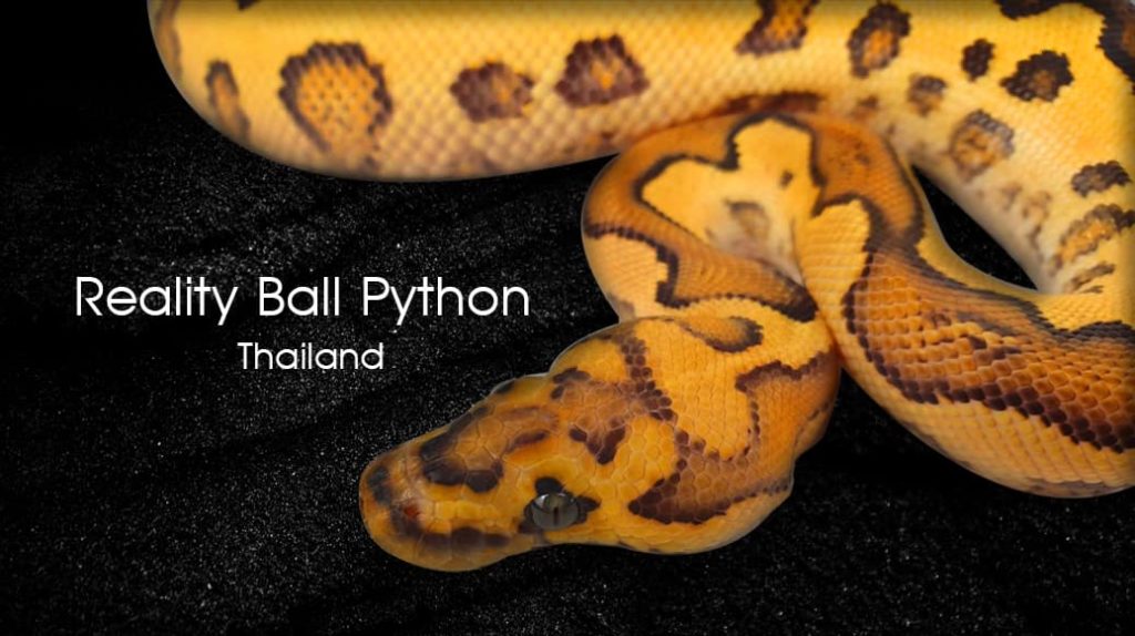 REALITY BALL PYTHON