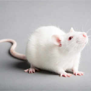 หนูไมค์ (Mice) คลาน (F)  wh