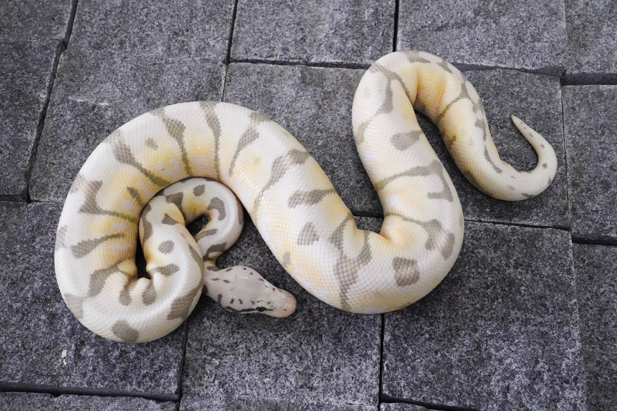 Axanthic Spider Ball Python