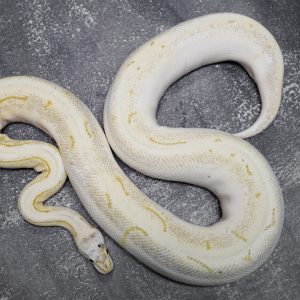 Bamboo Shatter  Spider Pin YB  ( Proven 10 Eggs)