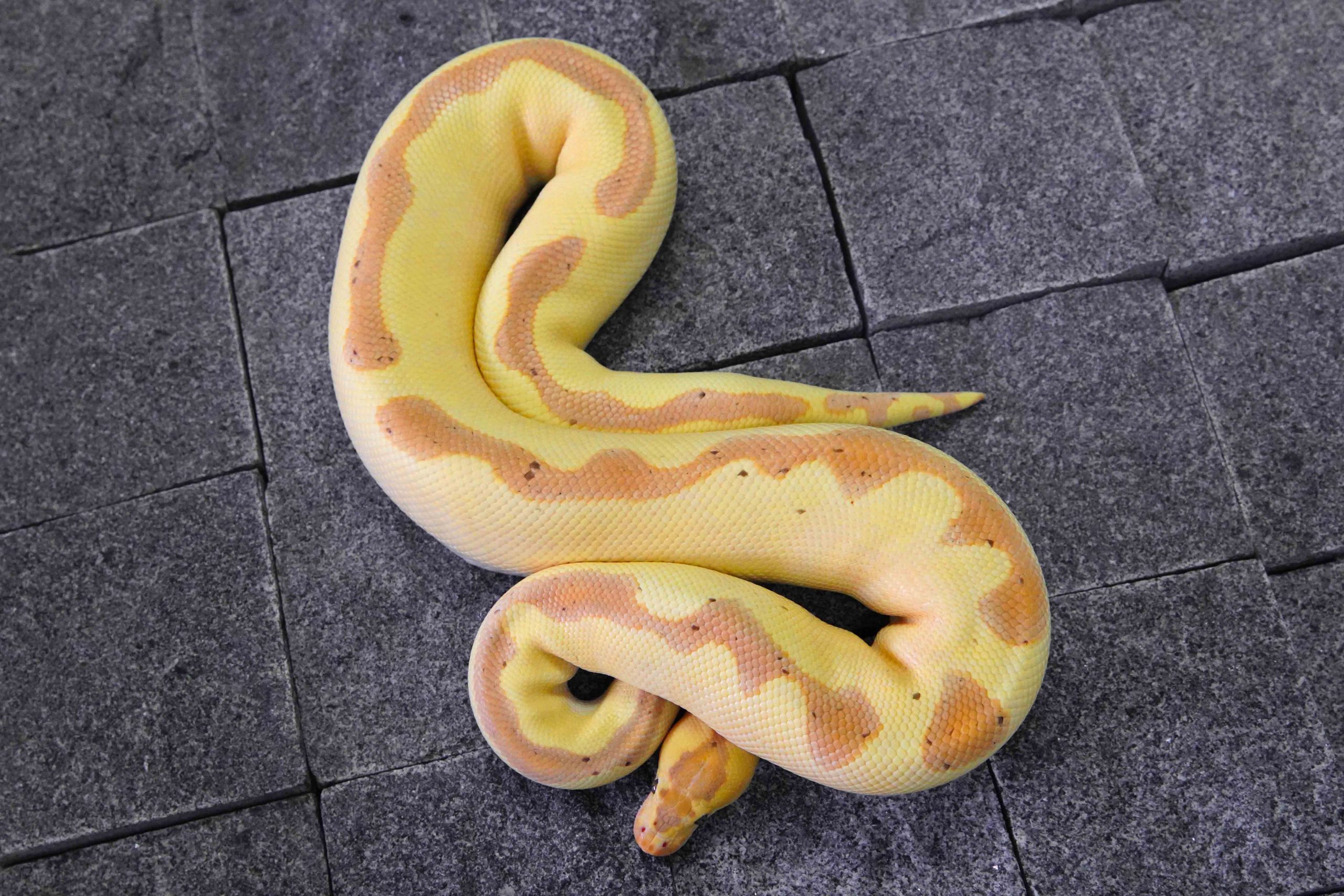 Banana Enchi Super Blade Clown REALITY BALL PYTHON