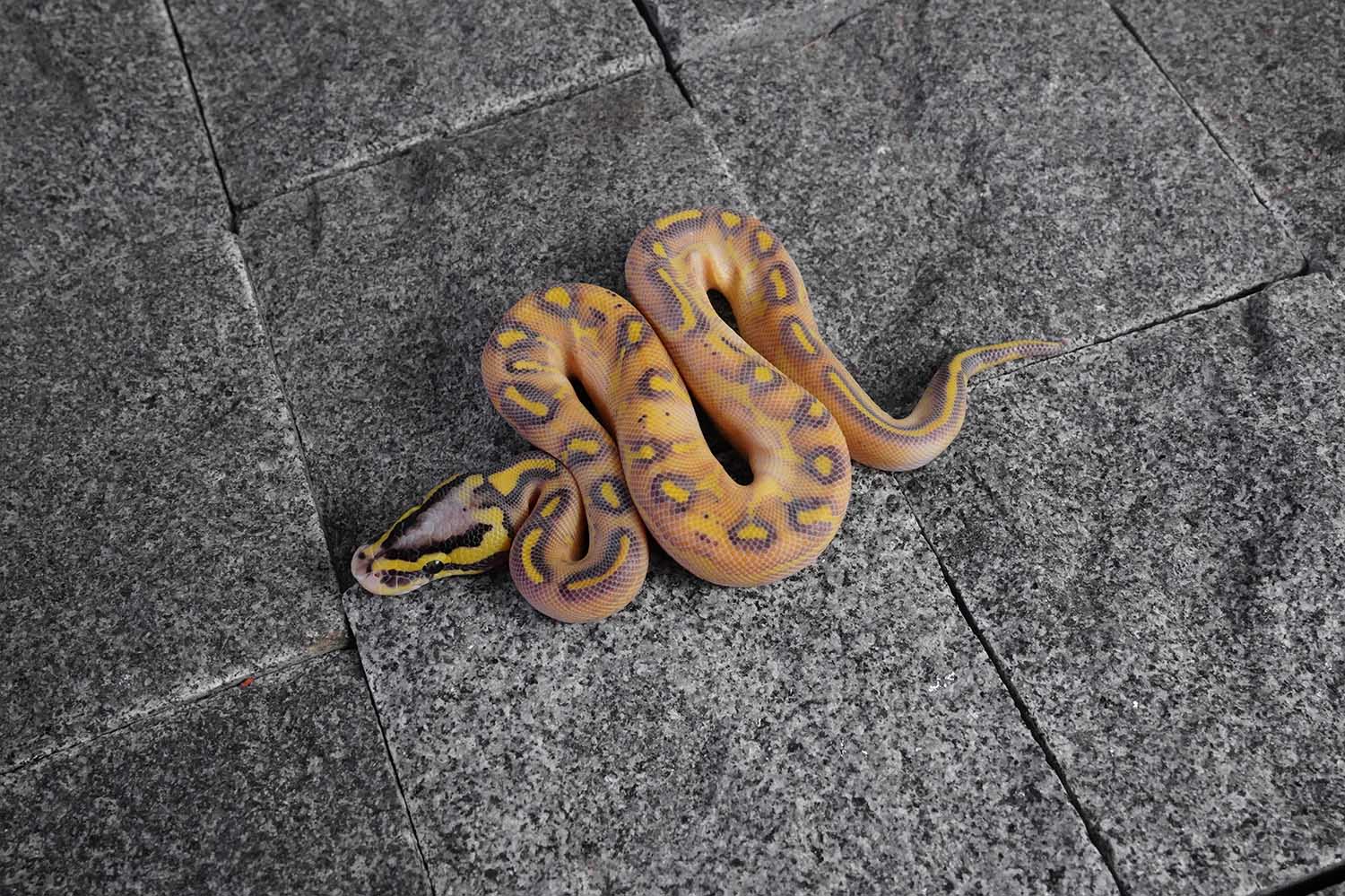 Pastel Enchi Freeway REALITY BALL PYTHON