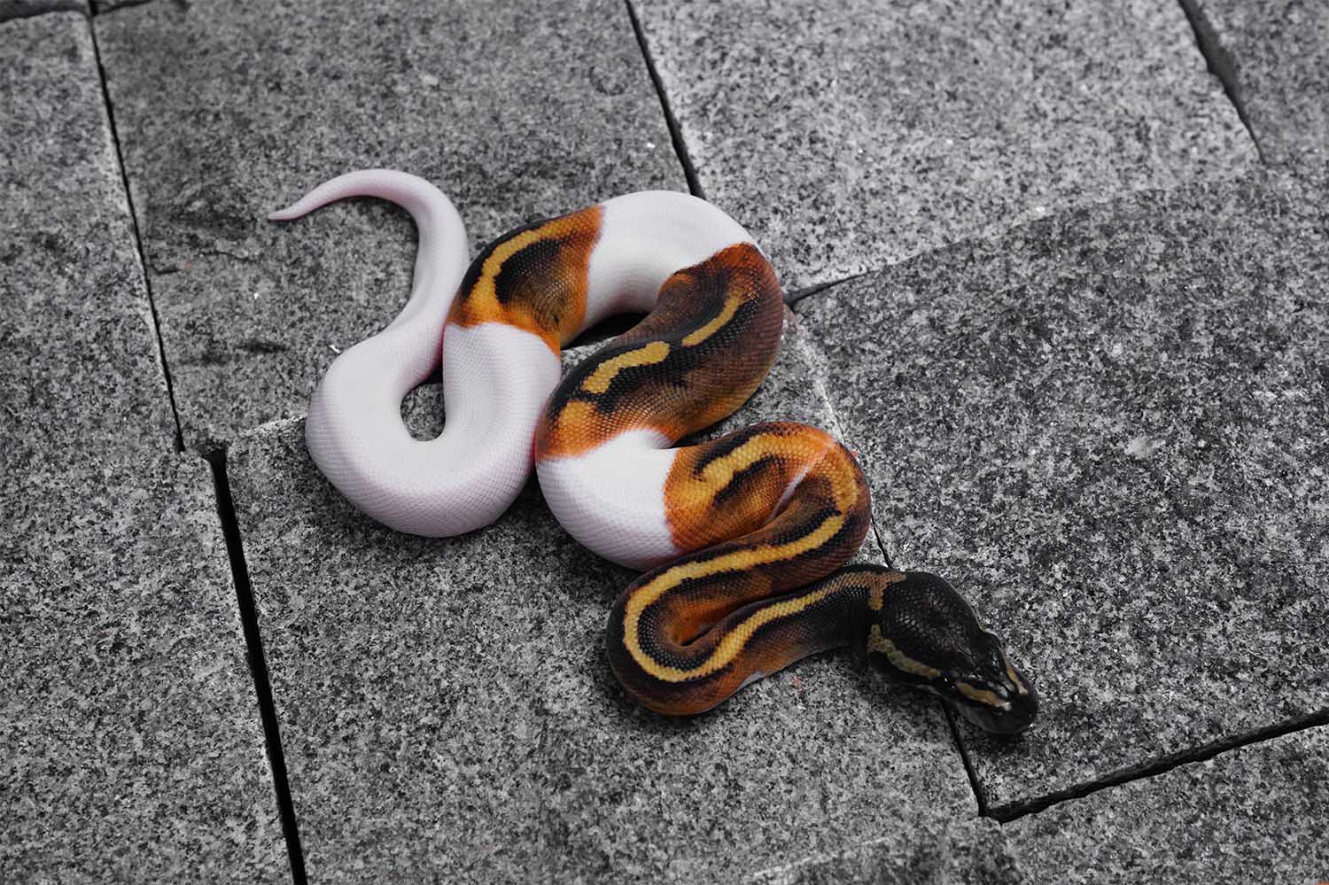GHI YB Pied REALITY BALL PYTHON