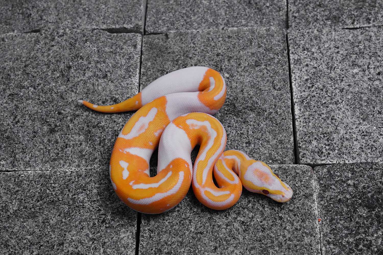 Dreamsicle – REALITY BALL PYTHON
