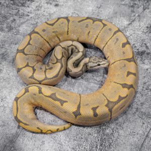 GHI Spider  Hypo