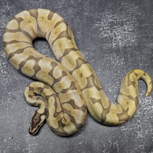 GHI Enchi Spider Mojave Hypo