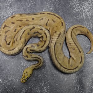 Spider Fire Leopard Clown Poss Enchi