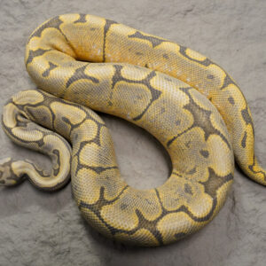 GHI Spider  Hypo