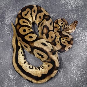 Pastel Leopard Blade 100% DH Lavender Clown