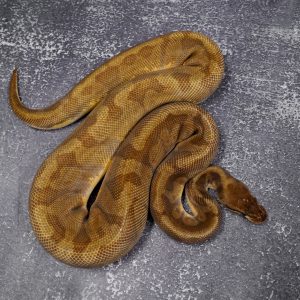 Enchi Sunset
