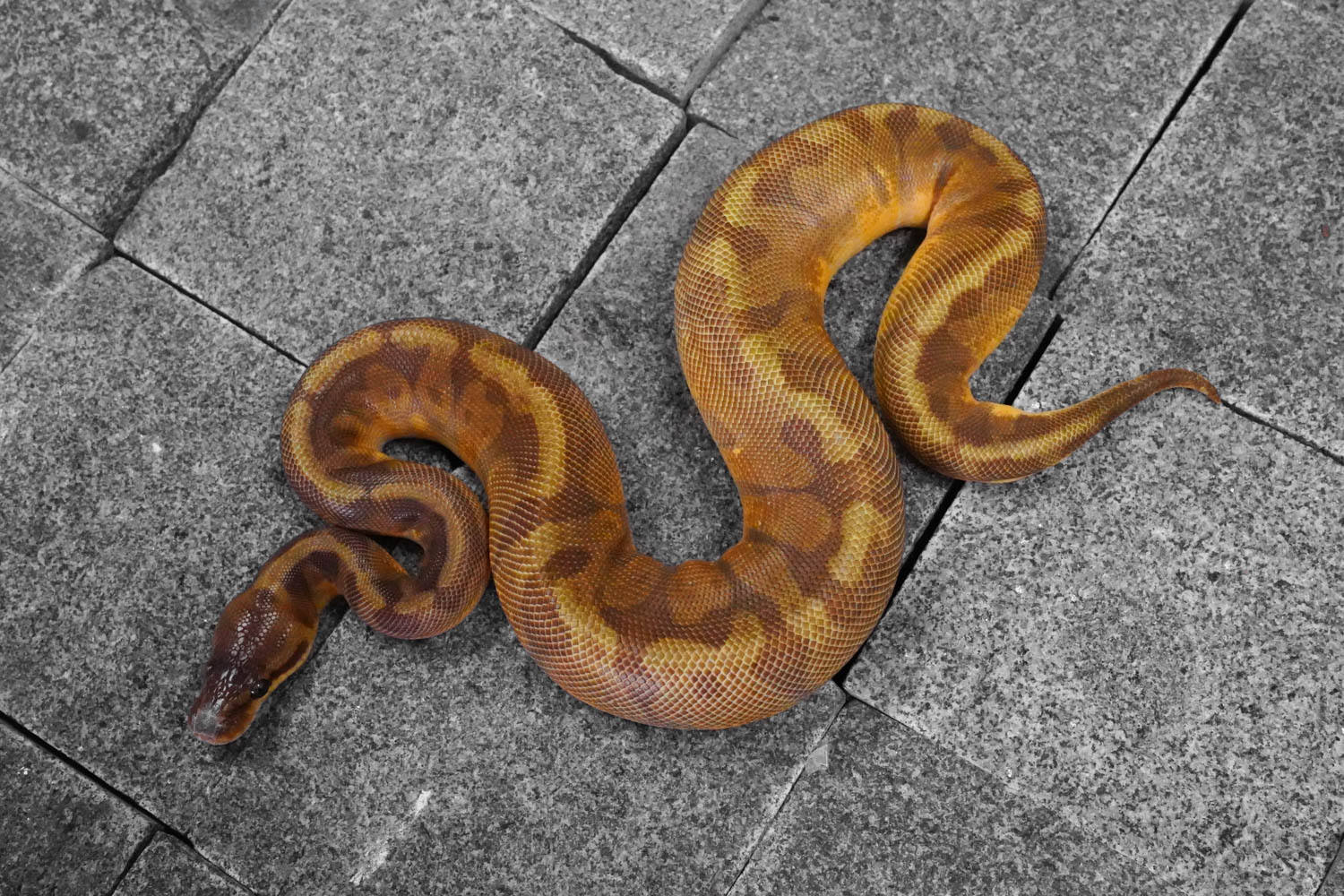 Enchi Sunset – REALITY BALL PYTHON