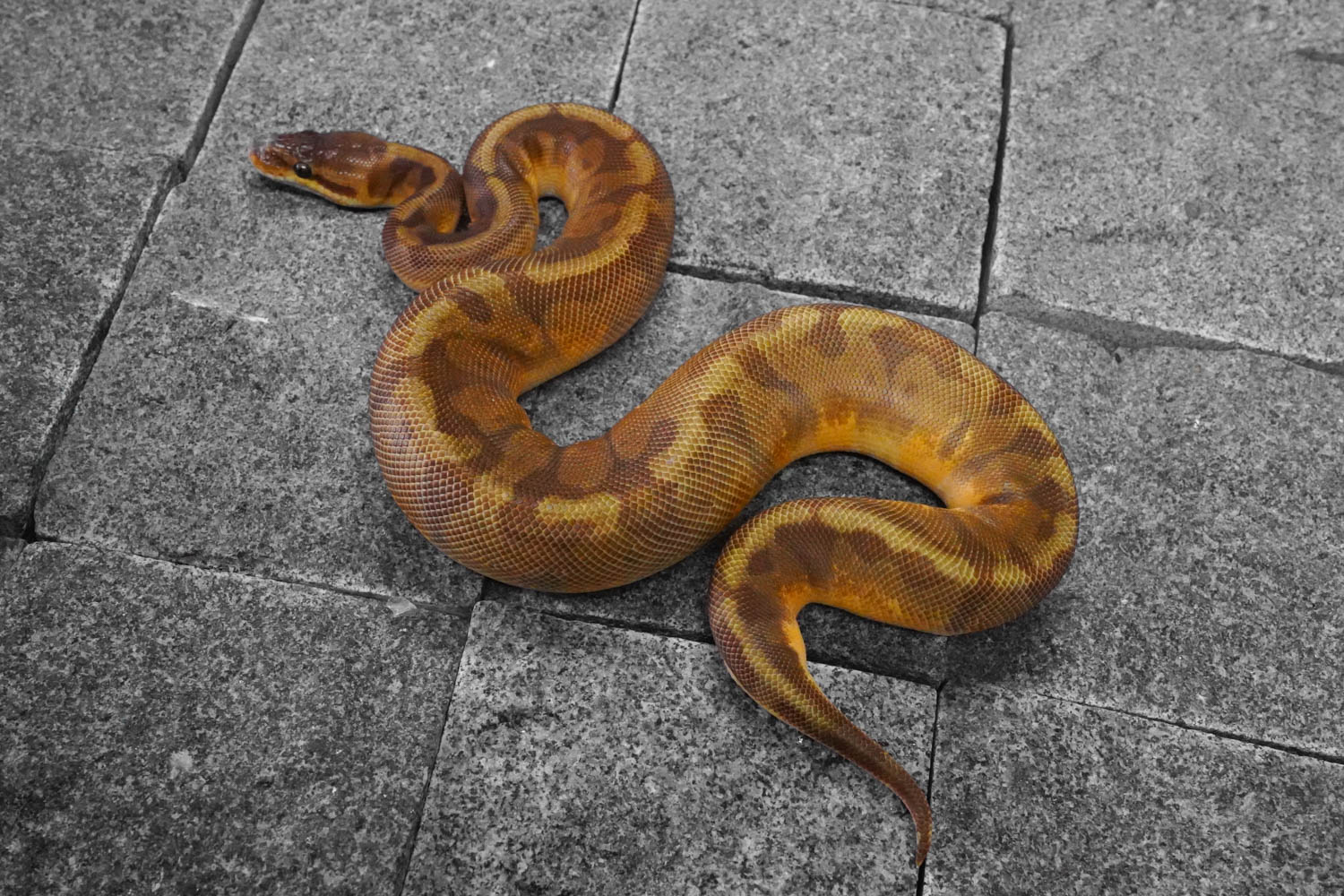 Enchi Sunset – REALITY BALL PYTHON