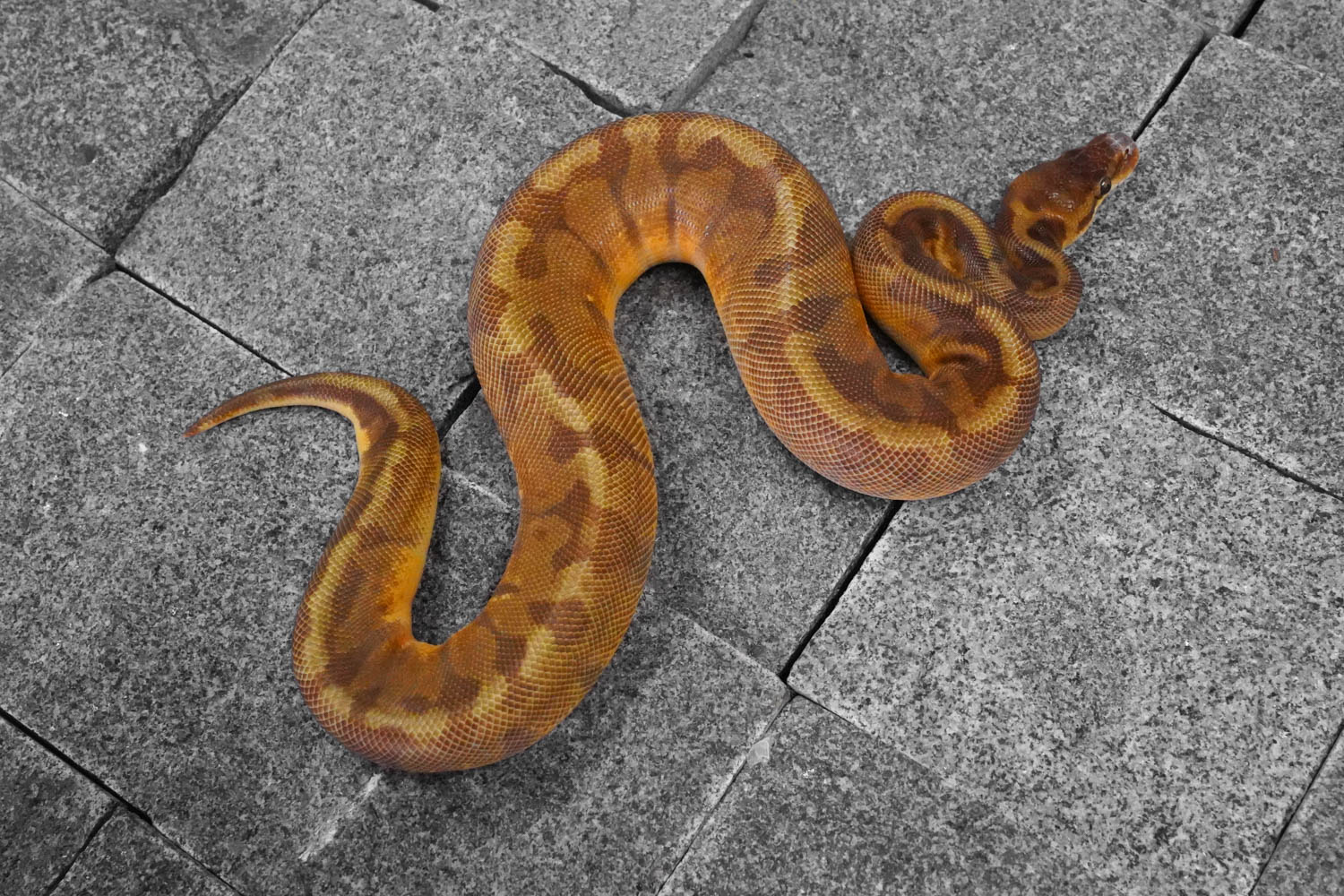 Enchi Sunset – REALITY BALL PYTHON