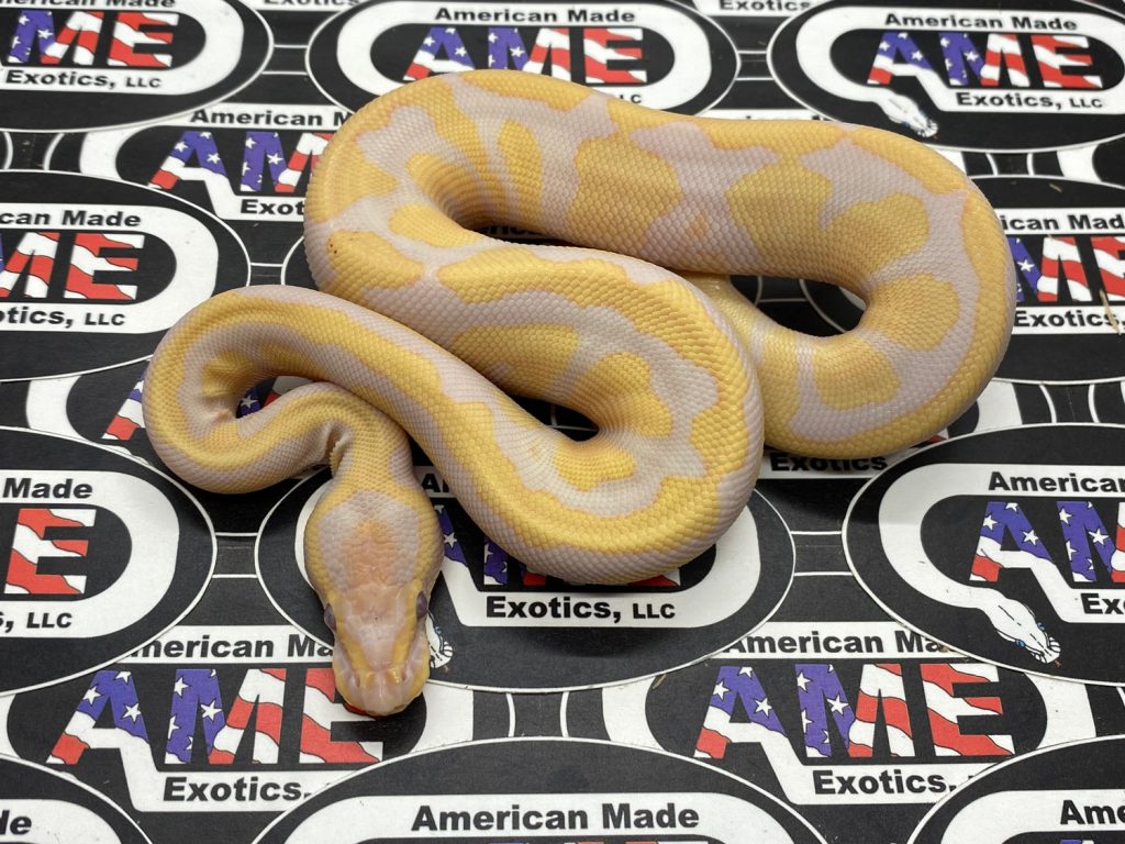 Hidden Gene Woma 100 Dh Clown Vpi Axanthic Reality Ball Python 