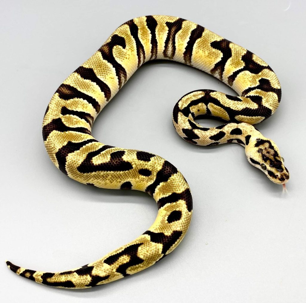 Pastel Enchi Crypton 100 Het Desert Ghost REALITY BALL PYTHON