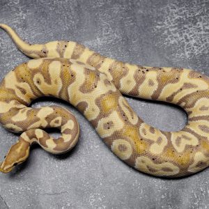 Banana Crypton 100% Pied (Female Maker)