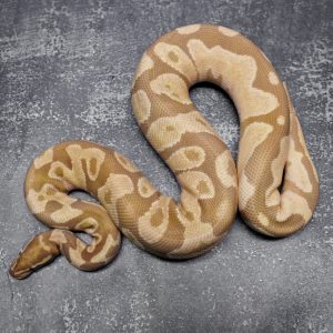 OD Fire Ultramel 50% Het Pied