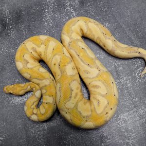 Banana Enchi YB Clown ( Proven )