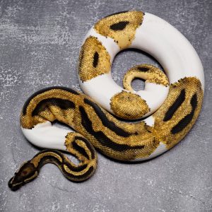 OD YB Panther Pied (HI) ( Proven )