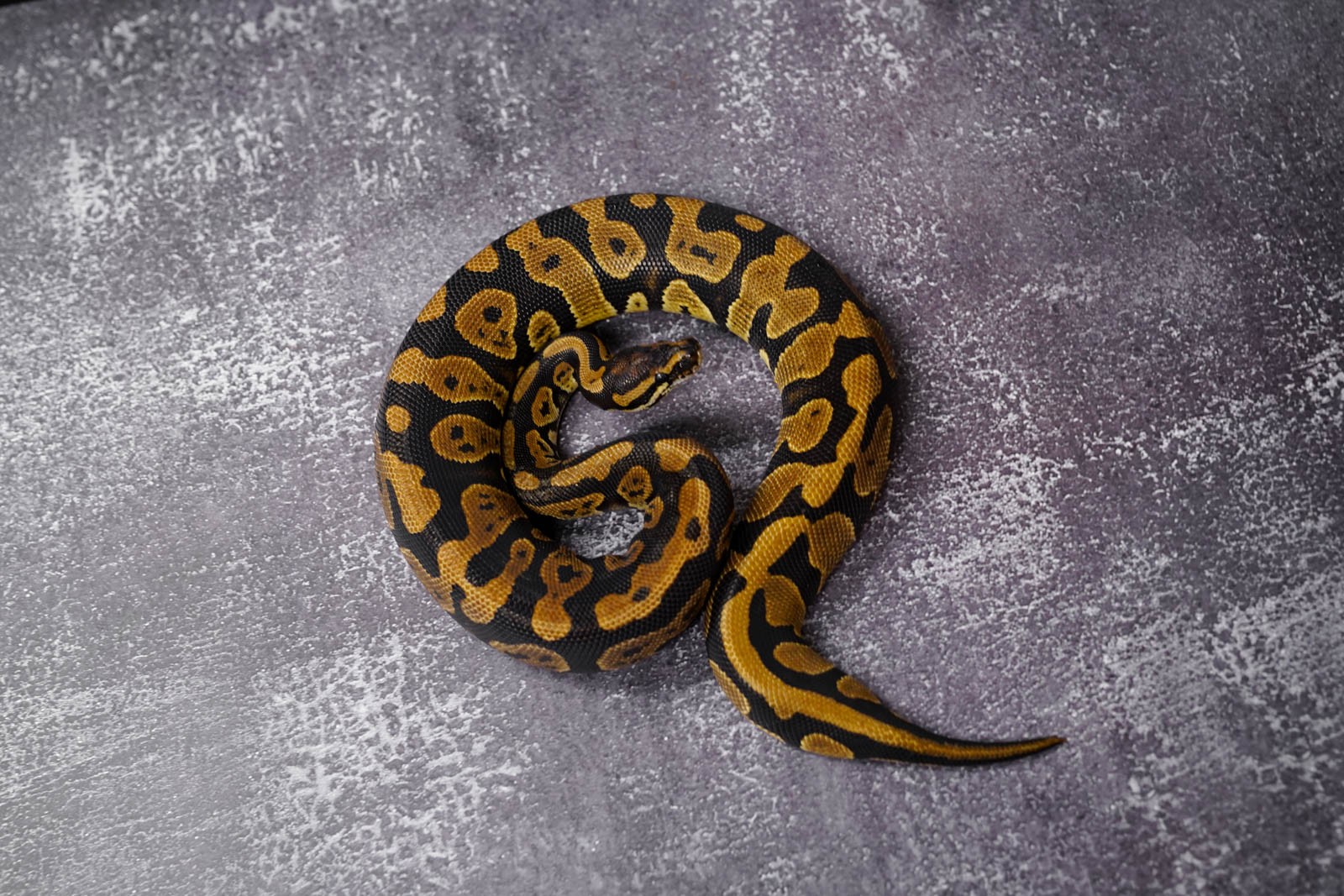 Confusion 100 Het Lavender REALITY BALL PYTHON