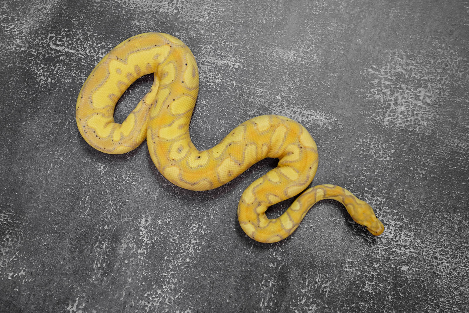 Banana Enchi YB Clown – REALITY BALL PYTHON