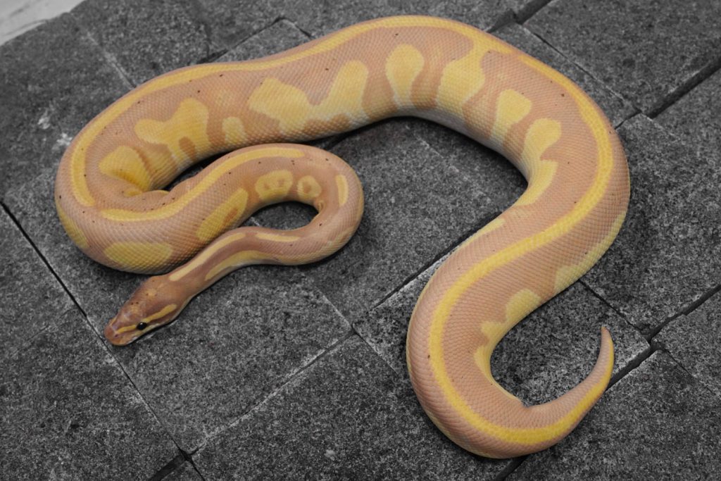 Albino Pied (Shark Mouth) – REALITY BALL PYTHON