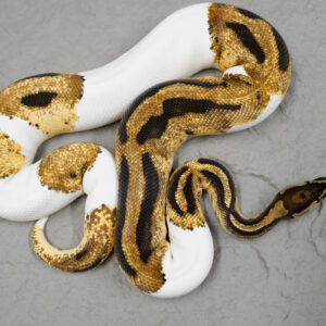 OD YB Panther Pied (HI) ( Proven )