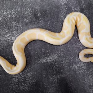 Lavender Clown  ( Proven )
