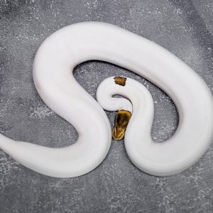 Black Pastel Special Pied (Proven)
