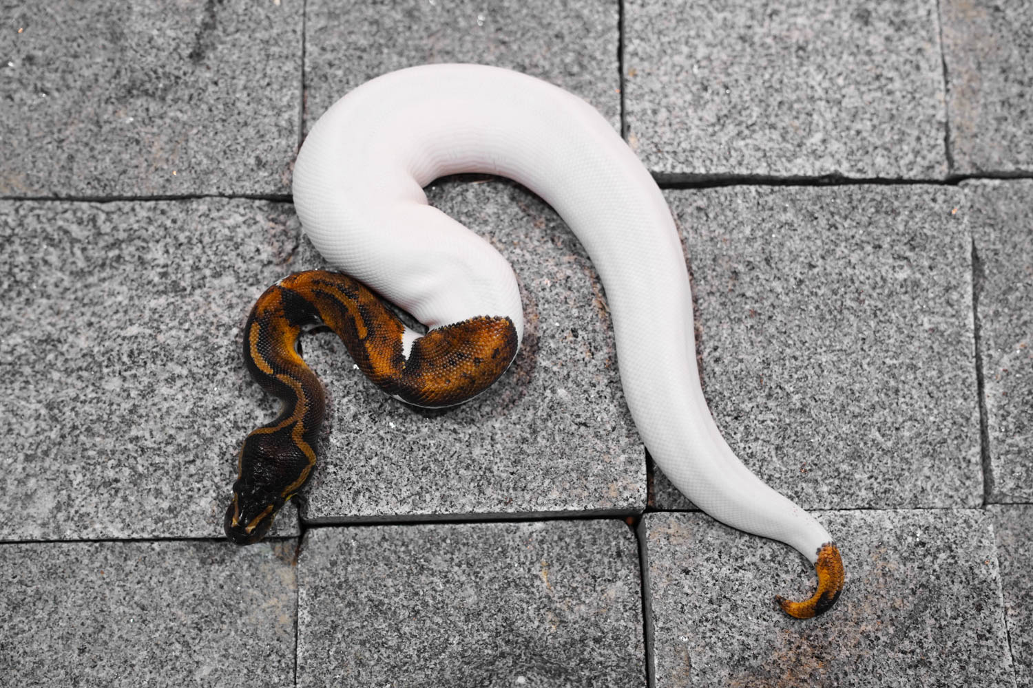 Copper Pied – REALITY BALL PYTHON