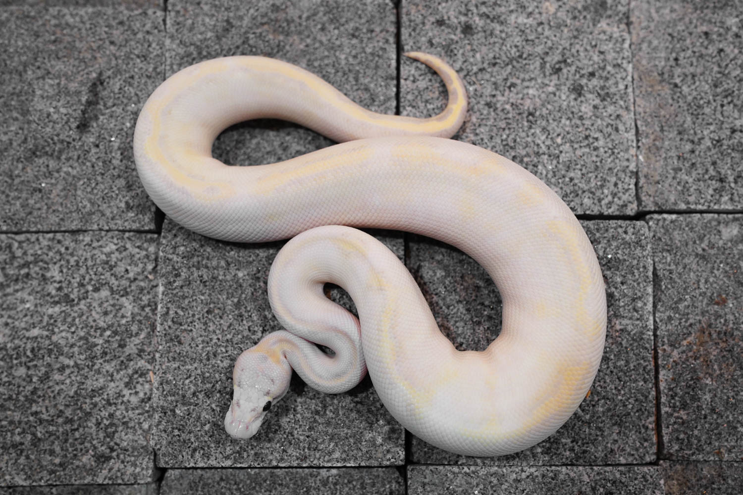 Pastel Ivory Desert Ghost Poss Cryptic Reality Ball Python 3843