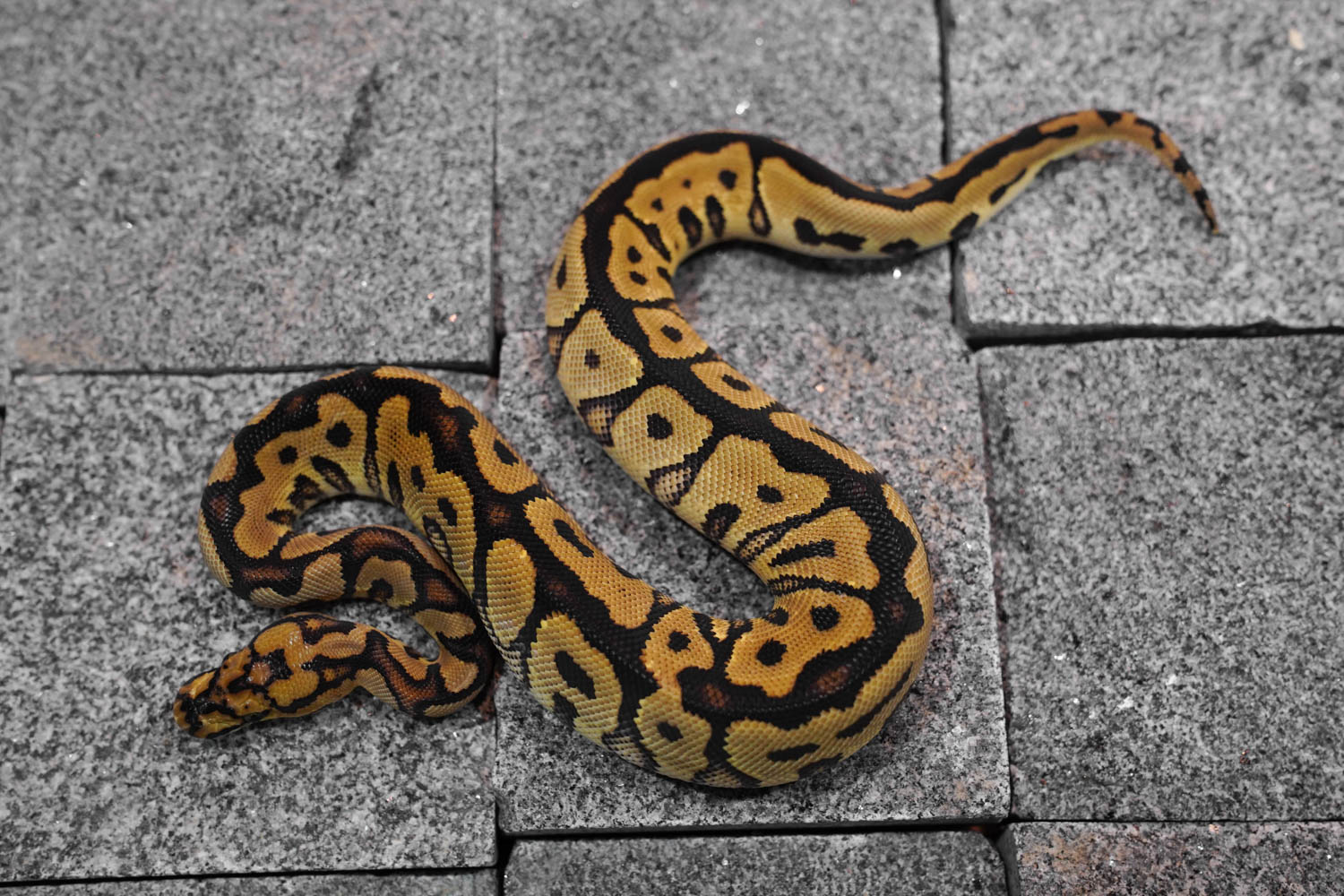 Spotnose clown ball python morph guide and breeding tips