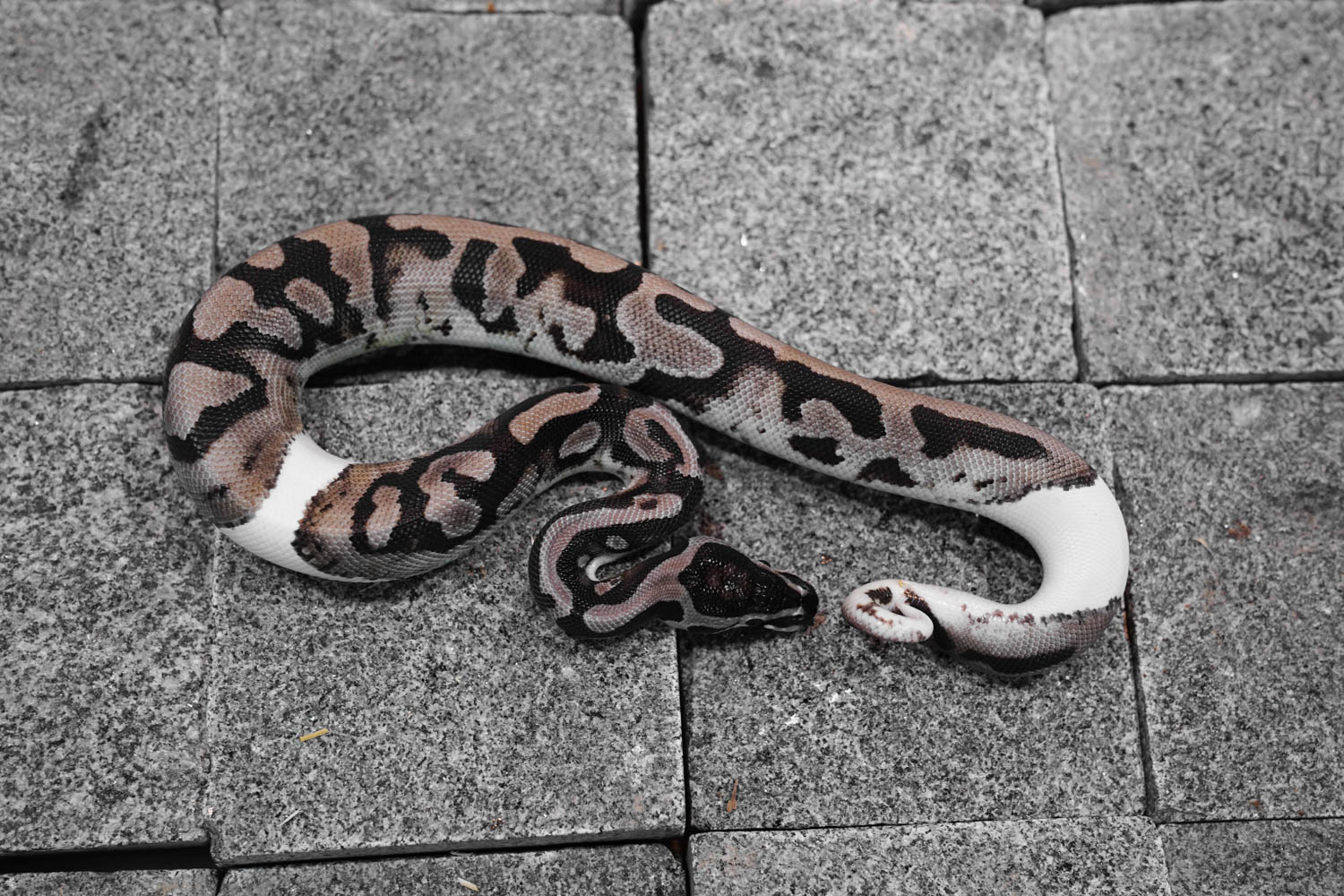 Banana Axanthic Pied Ball Python Hot Sales | www.pinnaxis.com