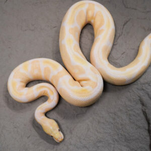 Lavender Clown  ( Proven )