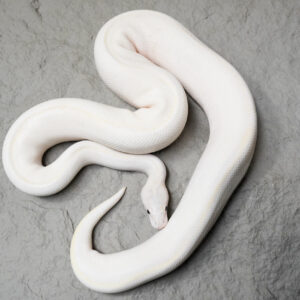 Ivory Desert Ghost 100% Het Cryptic