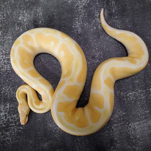 Lavender Clown  ( Proven )