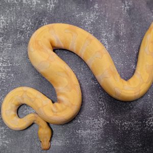OD Enchi Lavender Albino  ( Proven )