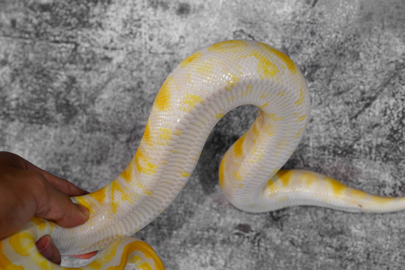 Cypress Lavender REALITY BALL PYTHON