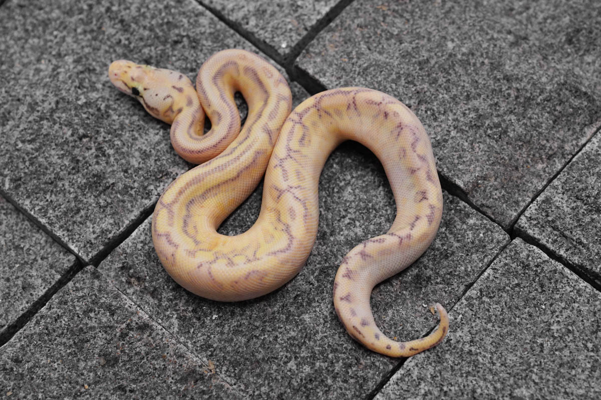 Pastel Enchi Spider Freeway REALITY BALL PYTHON