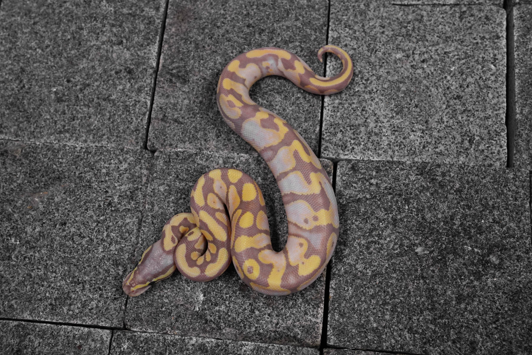 Banana Pastel – REALITY BALL PYTHON