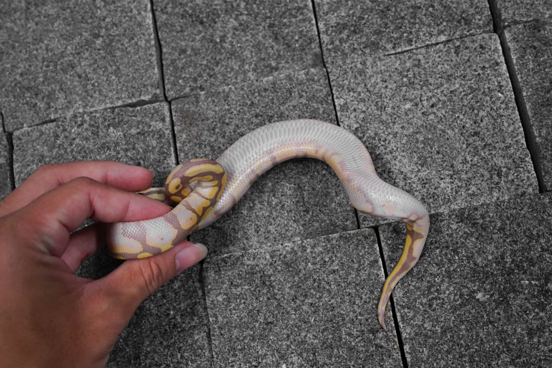 Banana Pastel – REALITY BALL PYTHON