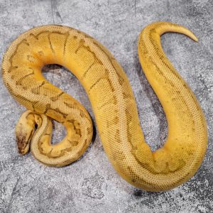 Super Pastel Pin YB  100% DH Desert Ghost Pied Poss Enchi