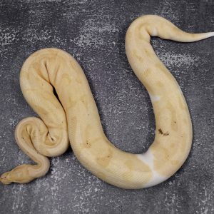 Black Head Super Enchi Banana Pied