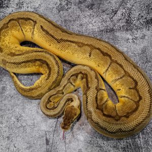 Enchi Pastel Pin 100% DH Desert Ghost Pied