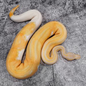 Black Head Red Gene Dreamsicle