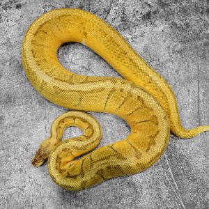 Super Pastel Pin YB  100% DH Desert Ghost Pied Poss Enchi