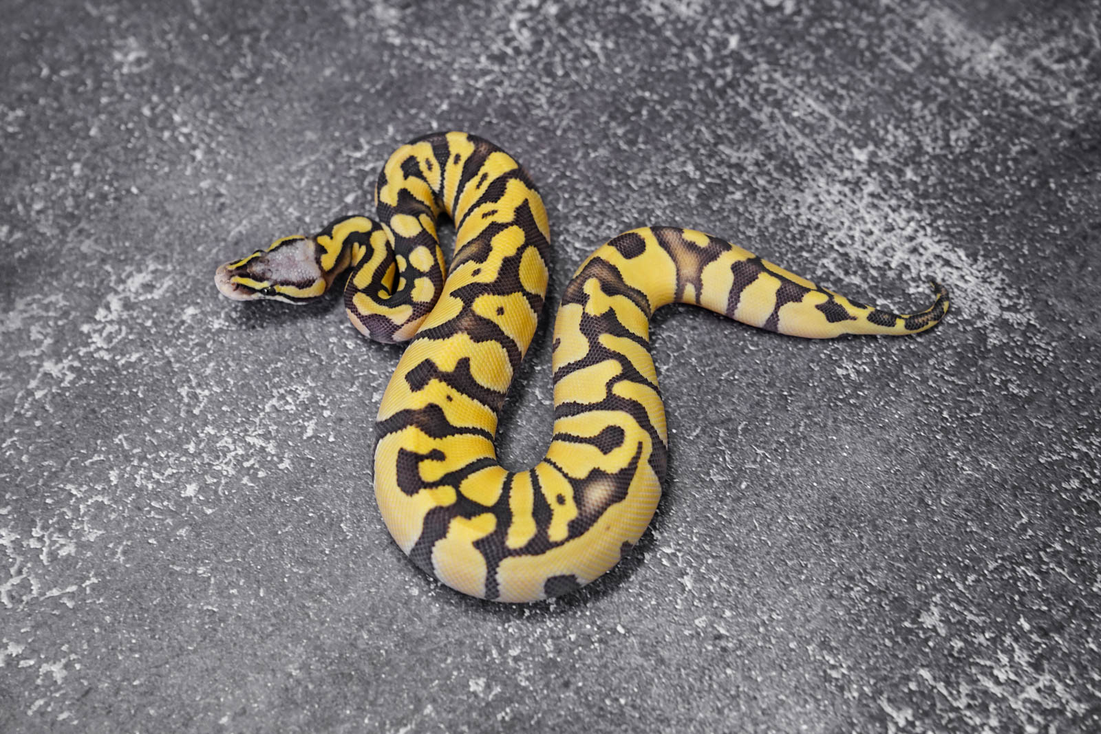 Pastel Enchi Chocolate Desert Ghost 50% Het Hypo Poss YB – REALITY BALL ...