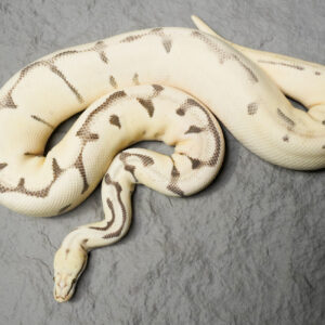OD Leopard Pastel Spider  Desert Ghost