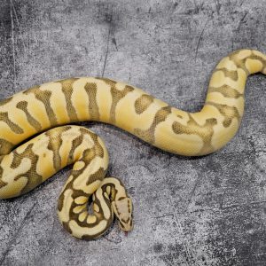 Chocolate Enchi Super Pastel Desert Ghost