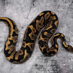 Jungle Woma Leopard 100% Het Clown
